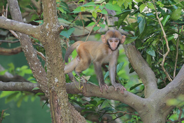 monkey in Kam Shan Country Park, hong kong