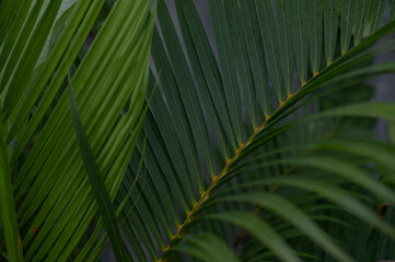 Naklejka na ściany i meble Tropical green palm plant background close up