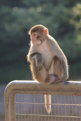 monkey in Kam Shan Country Park, hong kong
