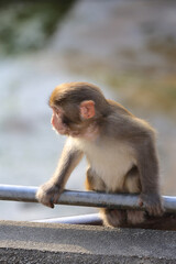 Fototapeta premium monkey in Kam Shan Country Park, hong kong
