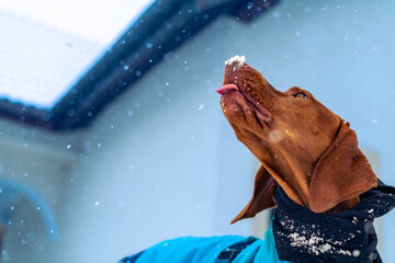 Playful vizsla dog sticking tongue out and eating snow. Beautiful vizsla dog wearing blue winter...