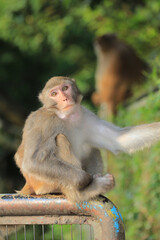 monkey in Kam Shan Country Park, hong kong