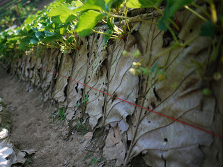 Close up Dry Leaves Brown Color using for support Strawberries Trees growing in Fresh Strawberry Farm. Agriculture