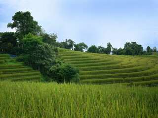 Obraz premium Landscape panorama of Thai, terraced rice fields of Chiangmai province. Spectacular rice fields across mountainside, wallpaper