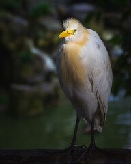 Close-up of a bird