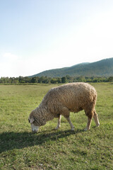 Fototapeta premium One sheep grazing grass in the meadow and hillside nature view