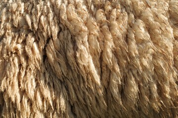 Texture of sheep wool, brown color, long and dirty
