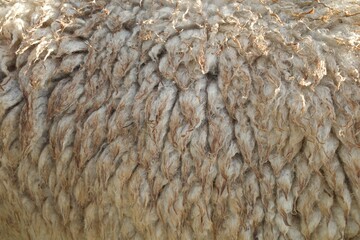 Texture of sheep wool, brown color, long and dirty