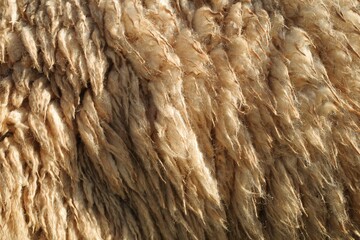 Close up texture thick, mess and dirty of sheep wool on body not cutting  