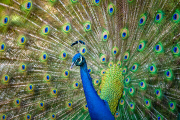 Fototapeta na wymiar Beautiful Indian peacock displaying his tail