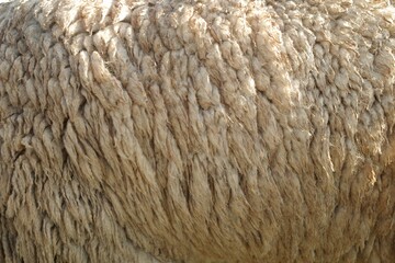 Closeup thick of sheep wool texture on body 