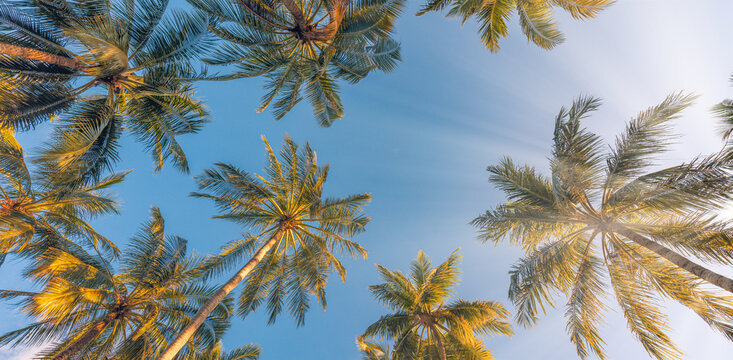 Outdoor sunset exotic foliage, closeup nature landscape. Summer beach background palm trees against blue sky banner panorama, tropical travel destination. Romantic vibes of tropical palm tree sun rays