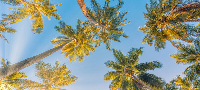 Outdoor sunset exotic foliage, closeup nature landscape. Summer beach background palm trees against blue sky banner panorama, tropical travel destination. Romantic vibes of tropical palm tree sun rays