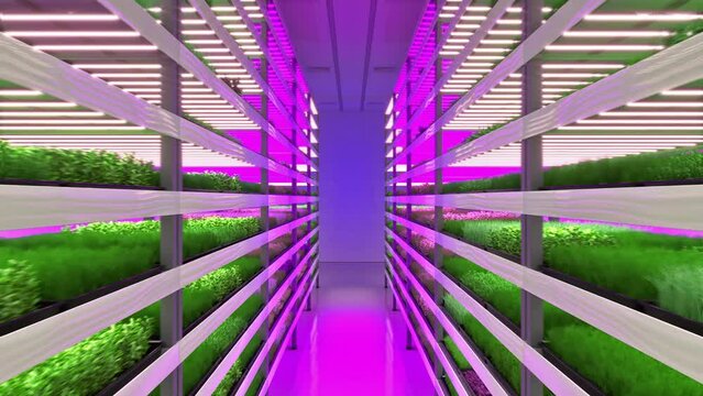 Indoor vertical farm. Hydroponic microgreens plant factory. Plants grow with led lights. Sustainable agriculture for future food. 3d illustration.	
