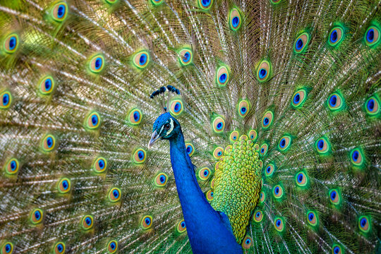 Beautiful Indian peacock displaying his tail