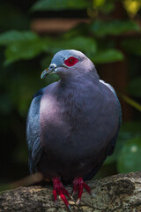Close-up of a bird with read eyes