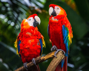 Naklejka na ściany i meble Red parrots in the bird park