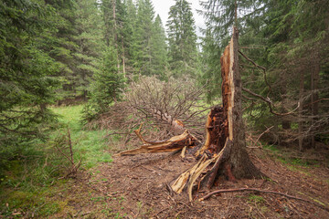 A pine tree crashed on the ground by the wind inside the forest