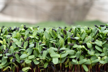Sunflower sprouts are rich in nutritional values