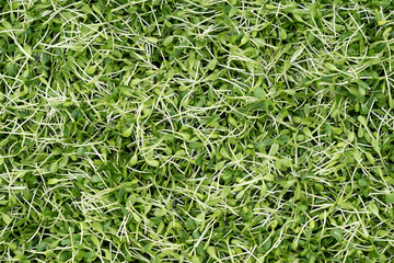 Sunflower sprouts are rich in nutritional values