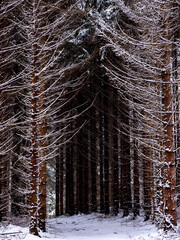Fur trees covered in snow surrounding footpath in forest