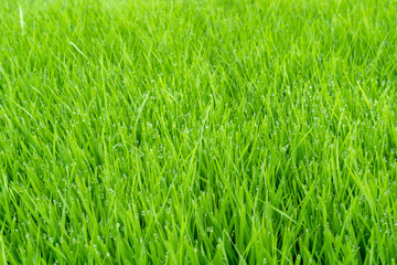 Organic wheat grass is a superfood, rich in proteins, minerals, vitamins, dietary fiber and more
