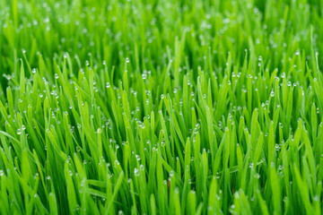 Fototapeta na wymiar Organic wheat grass is a superfood, rich in proteins, minerals, vitamins, dietary fiber and more