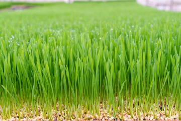 Organic wheat grass is a superfood, rich in proteins, minerals, vitamins, dietary fiber and more