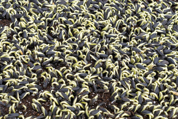 Sunflower sprouts are rich in nutritional values