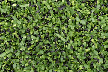 Sunflower sprouts are rich in nutritional values