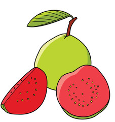 guava fruit illustration