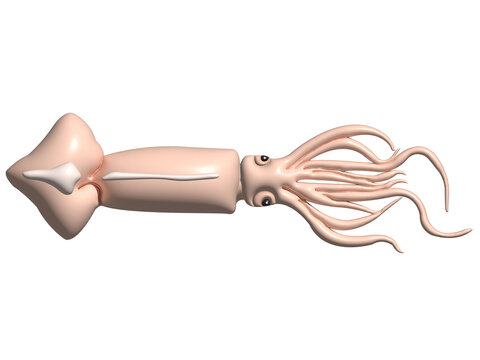 Octopus on a transparent background