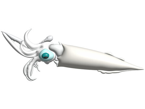 Octopus on a transparent background