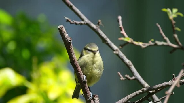 The Eurasian blue tit is a small passerine bird in the tit family, Paridae. It is easily recognisable by its blue and yellow plumage and small size.