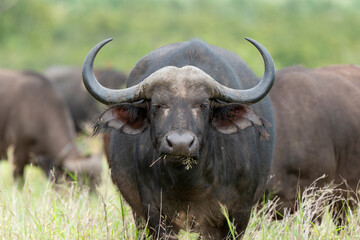 Buffle d'Afrique, Syncerus caffer, Parc national Kruger, Afrique du Sud