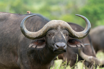 Buffle d'Afrique, Syncerus caffer, Parc national Kruger, Afrique du Sud