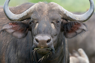Buffle d'Afrique, Syncerus caffer, Parc national Kruger, Afrique du Sud