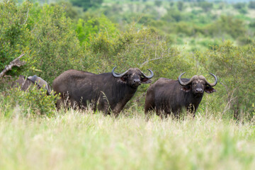Buffle d'Afrique, Syncerus caffer, Parc national Kruger, Afrique du Sud