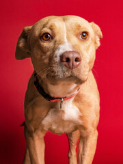 solo individual shelter dog posing for a portrait photo 