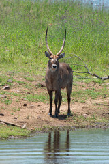 Cobe à croissant , Waterbuck,  Kobus ellipsiprymnus, Parc national du Kruger, Afrique du Sud
