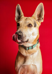 solo individual shelter dog posing for a portrait photo 
