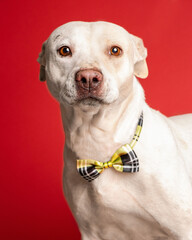 solo individual shelter dog posing for a portrait photo 