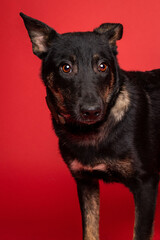 solo individual shelter dog posing for a portrait photo 