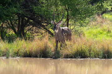 Fototapeta premium Cobe à croissant , Waterbuck, Kobus ellipsiprymnus, Parc national du Kruger, Afrique du Sud