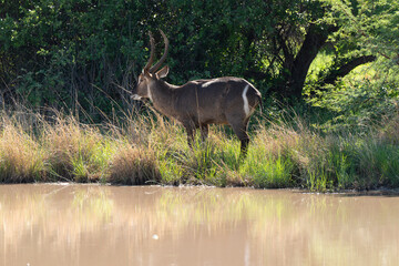 Cobe à croissant , Waterbuck,  Kobus ellipsiprymnus, Parc national du Kruger, Afrique du Sud
