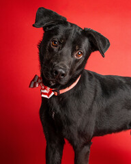 solo individual shelter dog posing for a portrait photo 