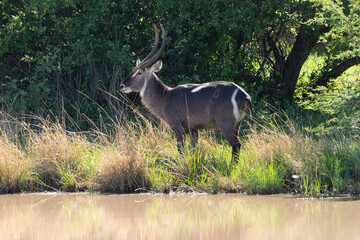 Cobe à croissant , Waterbuck,  Kobus ellipsiprymnus, Parc national du Kruger, Afrique du Sud