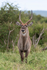 Naklejka na ściany i meble Cobe à croissant , Waterbuck, Kobus ellipsiprymnus, Parc national du Kruger, Afrique du Sud