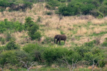 Éléphant d'Afrique,  Loxodonta africana, Parc national du Pilanesberg, Afrique du Sud