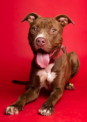 solo individual shelter dog posing for a portrait photo 